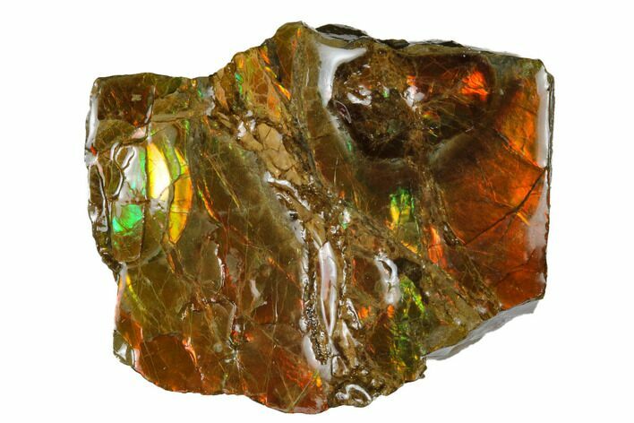 Iridescent Ammolite (Fossil Ammonite Shell) - Alberta, Canada #175166